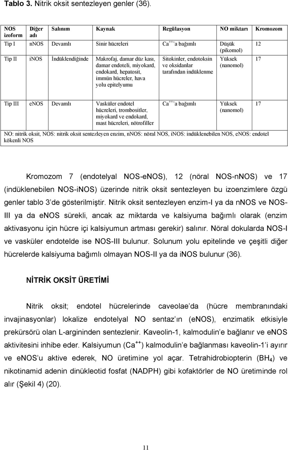 endoteli, miyokard, endokard, hepatosit, immün hücreler, hava yolu epitelyumu Sitokinler, endotoksin ve oksidanlar tarafından indüklenme Yüksek (nanomol) 12 17 Tip III enos Devamlı Vasküler endotel