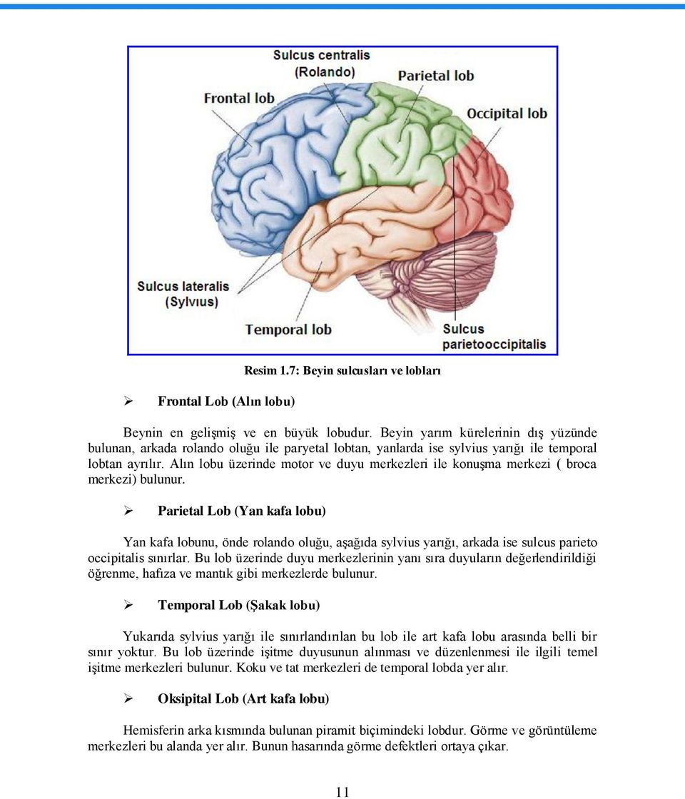 Alın lobu üzerinde motor ve duyu merkezleri ile konuģma merkezi ( broca merkezi) bulunur.