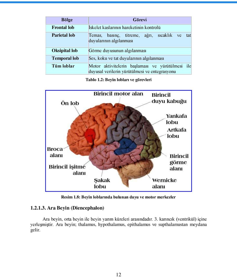 yürütülmesi ve entegrasyonu Tablo 1.2: Beyin lobları ve görevleri Resim 1.8: Beyin loblarında bulunan duyu ve motor merkezler 1.2.1.3.