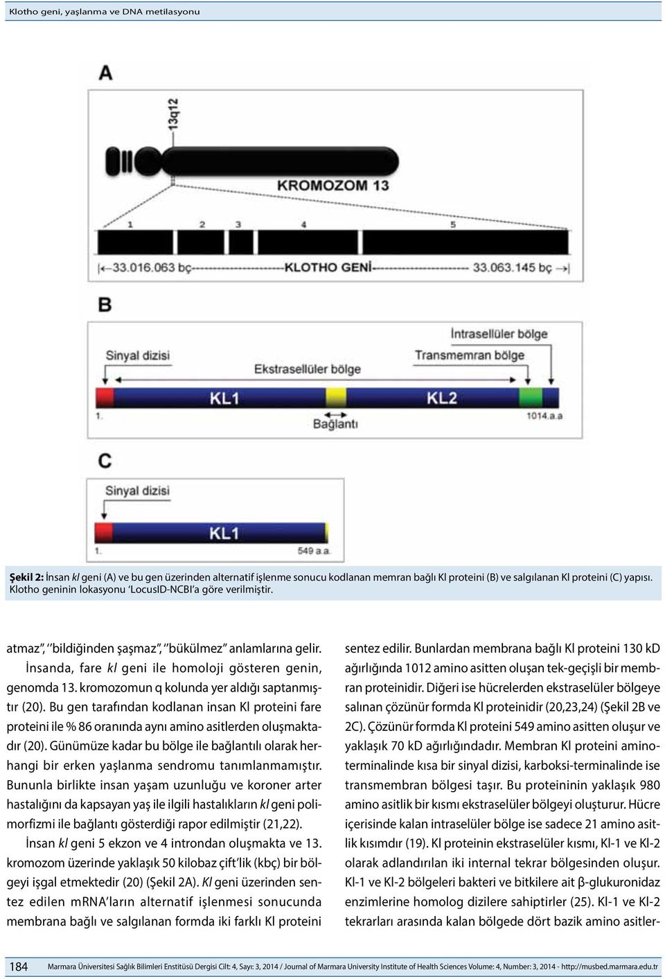 kromozomun q kolunda yer aldığı saptanmıştır (20). Bu gen tarafından kodlanan insan Kl proteini fare proteini ile % 86 oranında aynı amino asitlerden oluşmaktadır (20).