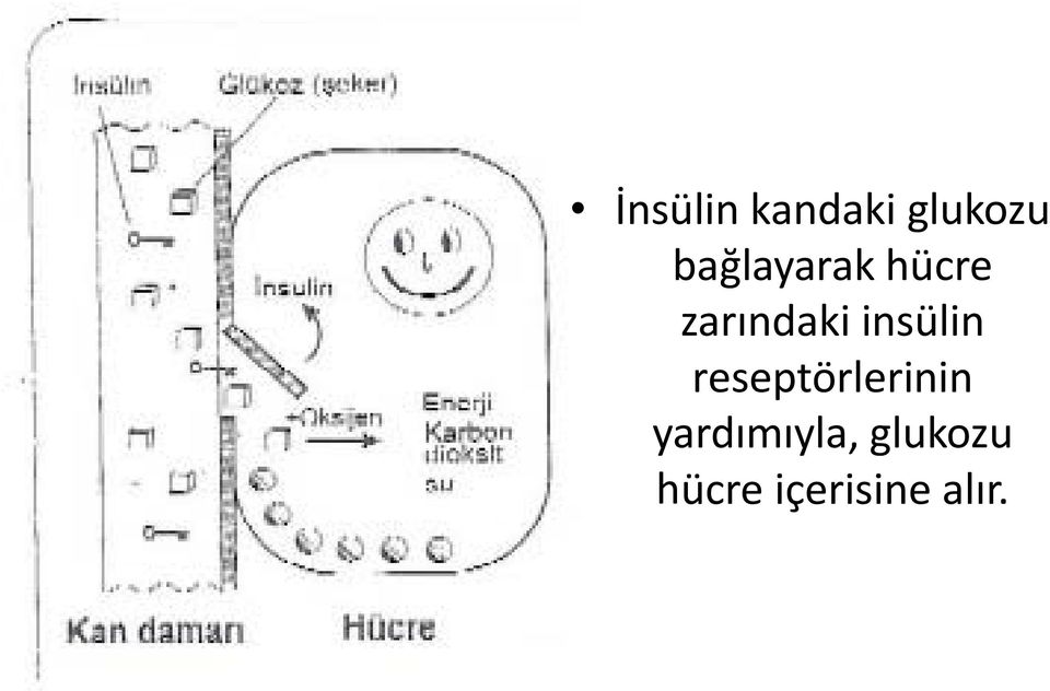 insülin reseptörlerinin