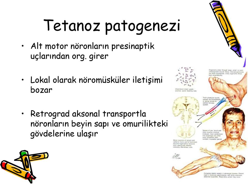 girer Lokal olarak nöromüsküler iletişimi bozar