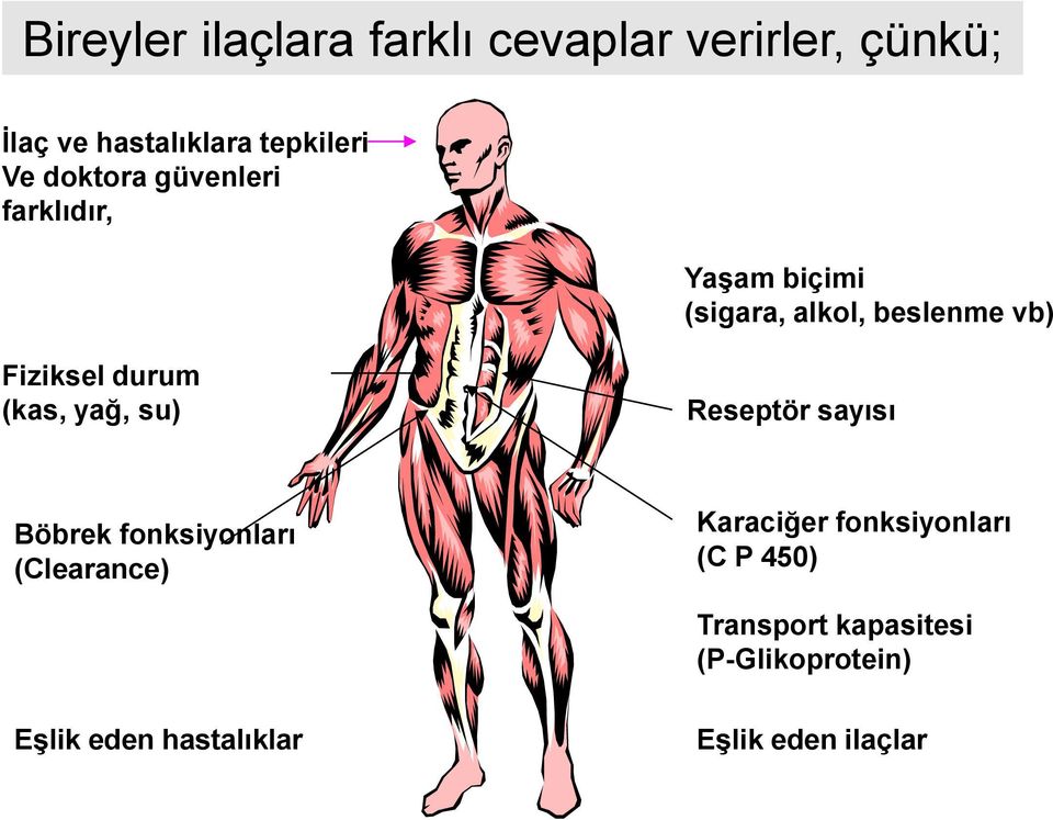 (kas, yağ, su) Reseptör sayısı Böbrek fonksiyonları (Clearance) Karaciğer