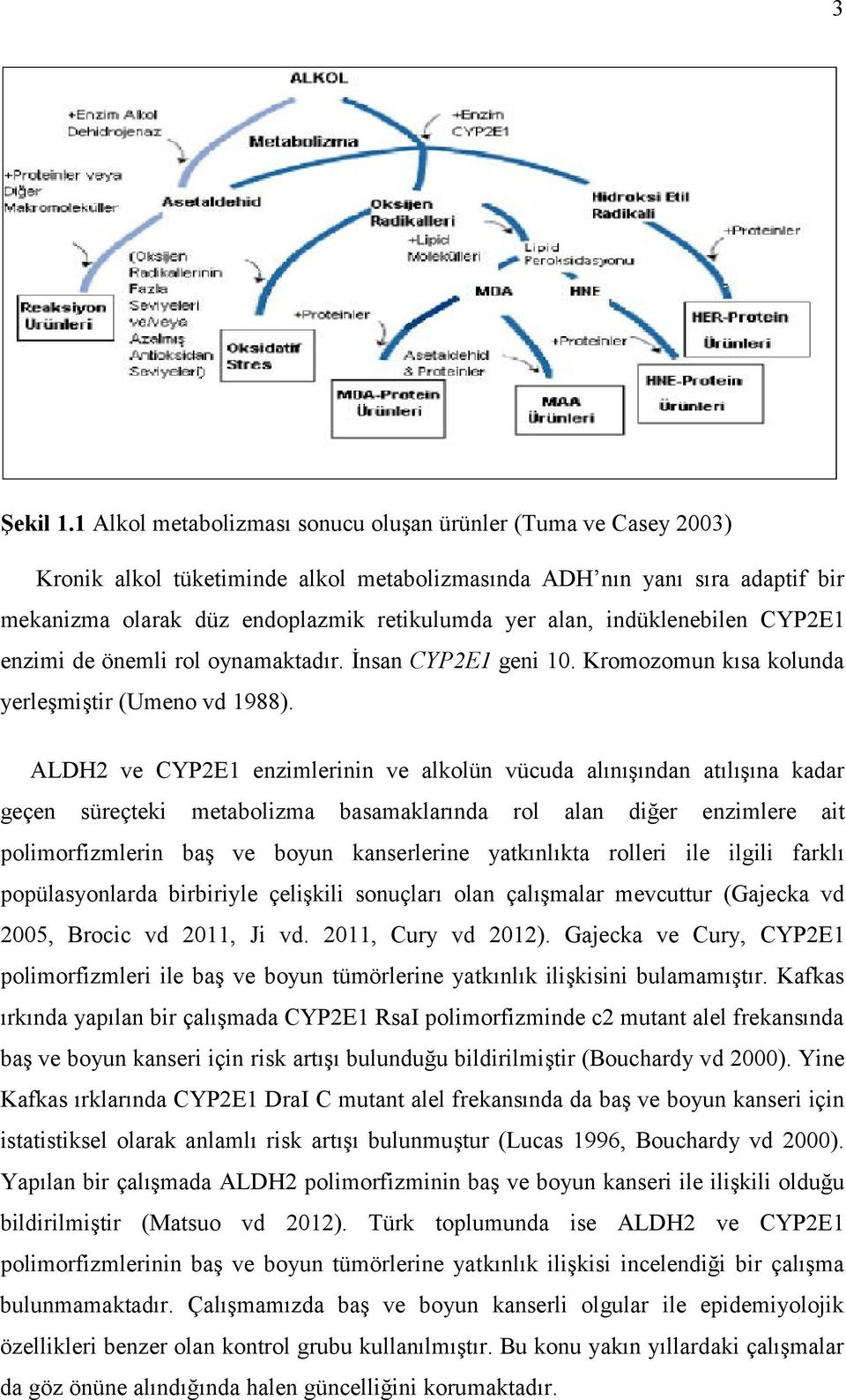 indüklenebilen CYP2E1 enzimi de önemli rol oynamaktadır. İnsan CYP2E1 geni 10. Kromozomun kısa kolunda yerleşmiştir (Umeno vd 1988).
