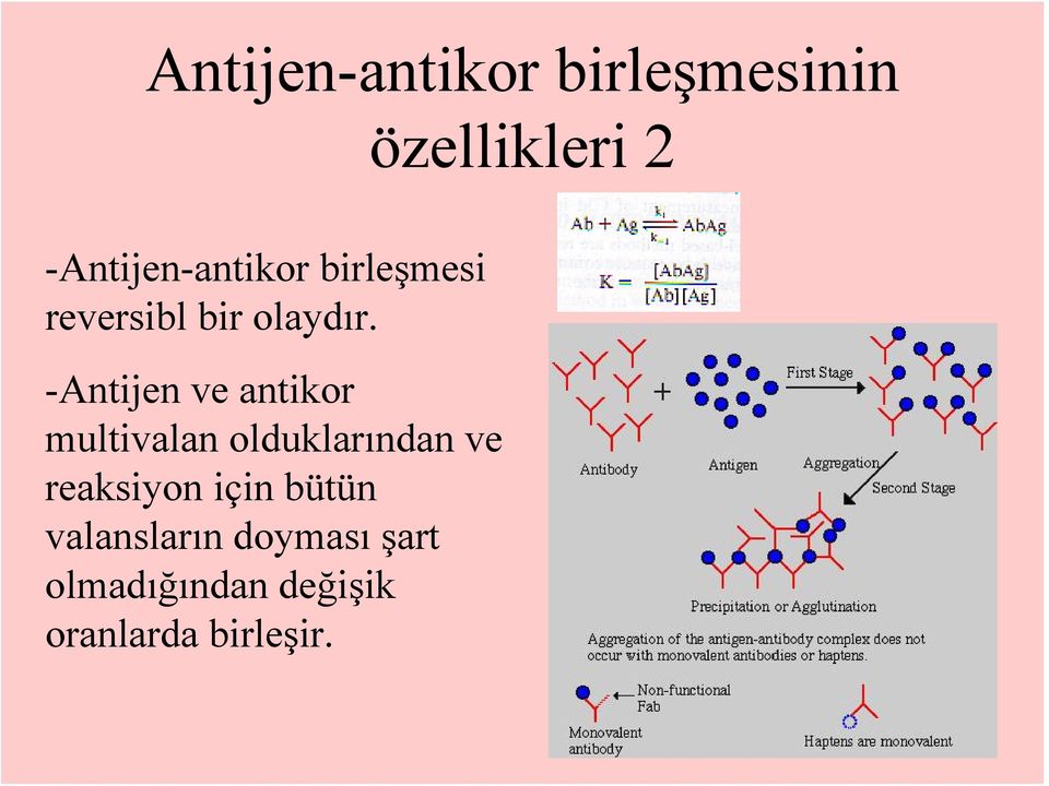 -Antijen ve antikor multivalan olduklarından ve reaksiyon