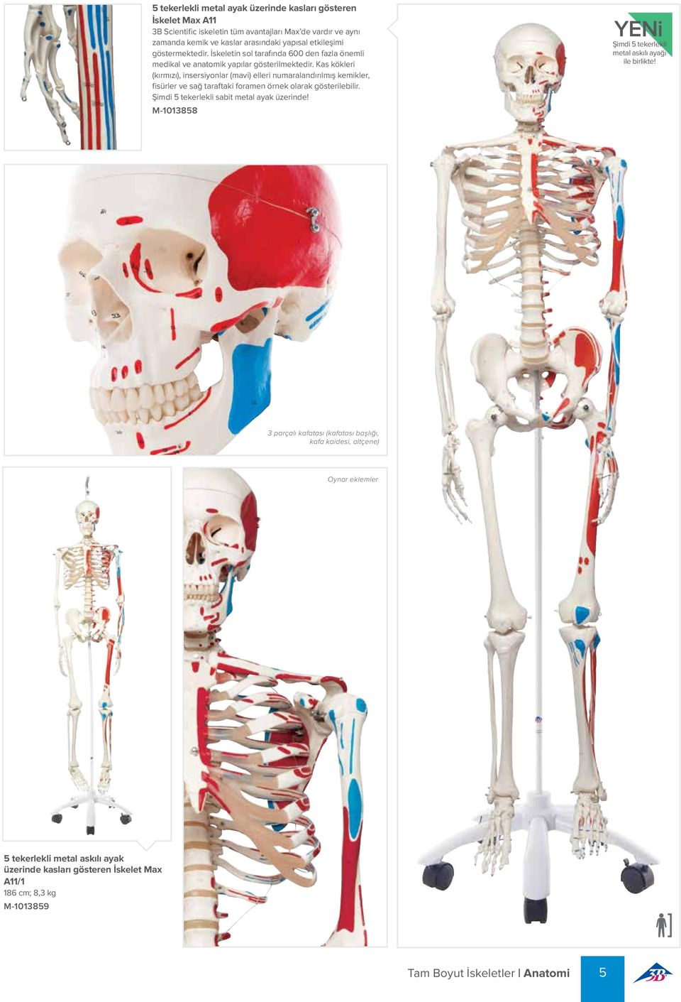 Kas kökleri (kırmızı), insersiyonlar (mavi) elleri numaralandırılmış kemikler, fisürler ve sağ taraftaki foramen örnek olarak gösterilebilir. Şimdi 5 tekerlekli sabit metal ayak üzerinde!