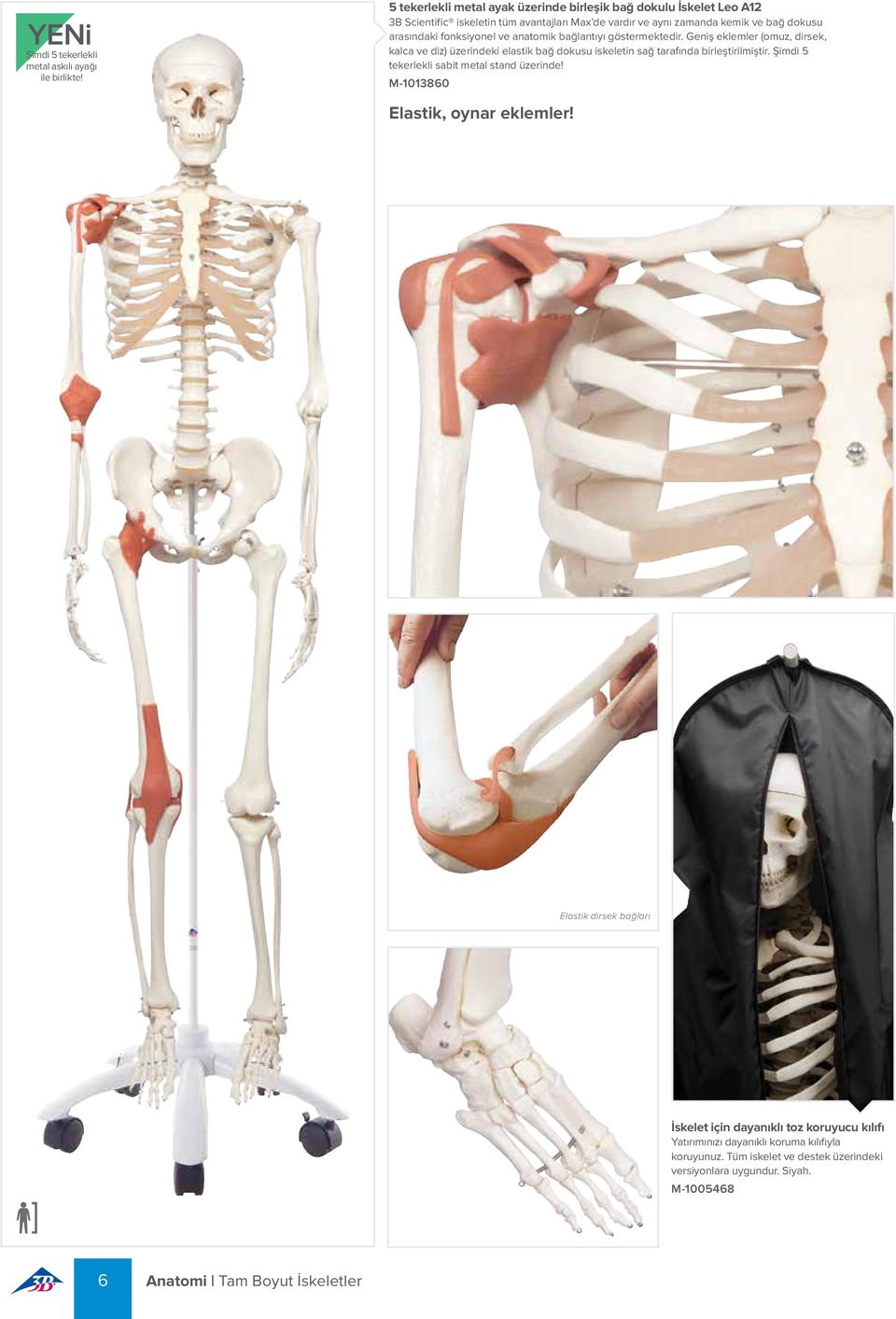 fonksiyonel ve anatomik bağlantıyı göstermektedir. Geniş eklemler (omuz, dirsek, kalca ve diz) üzerindeki elastik bağ dokusu iskeletin sağ tarafında birleştirilmiştir.