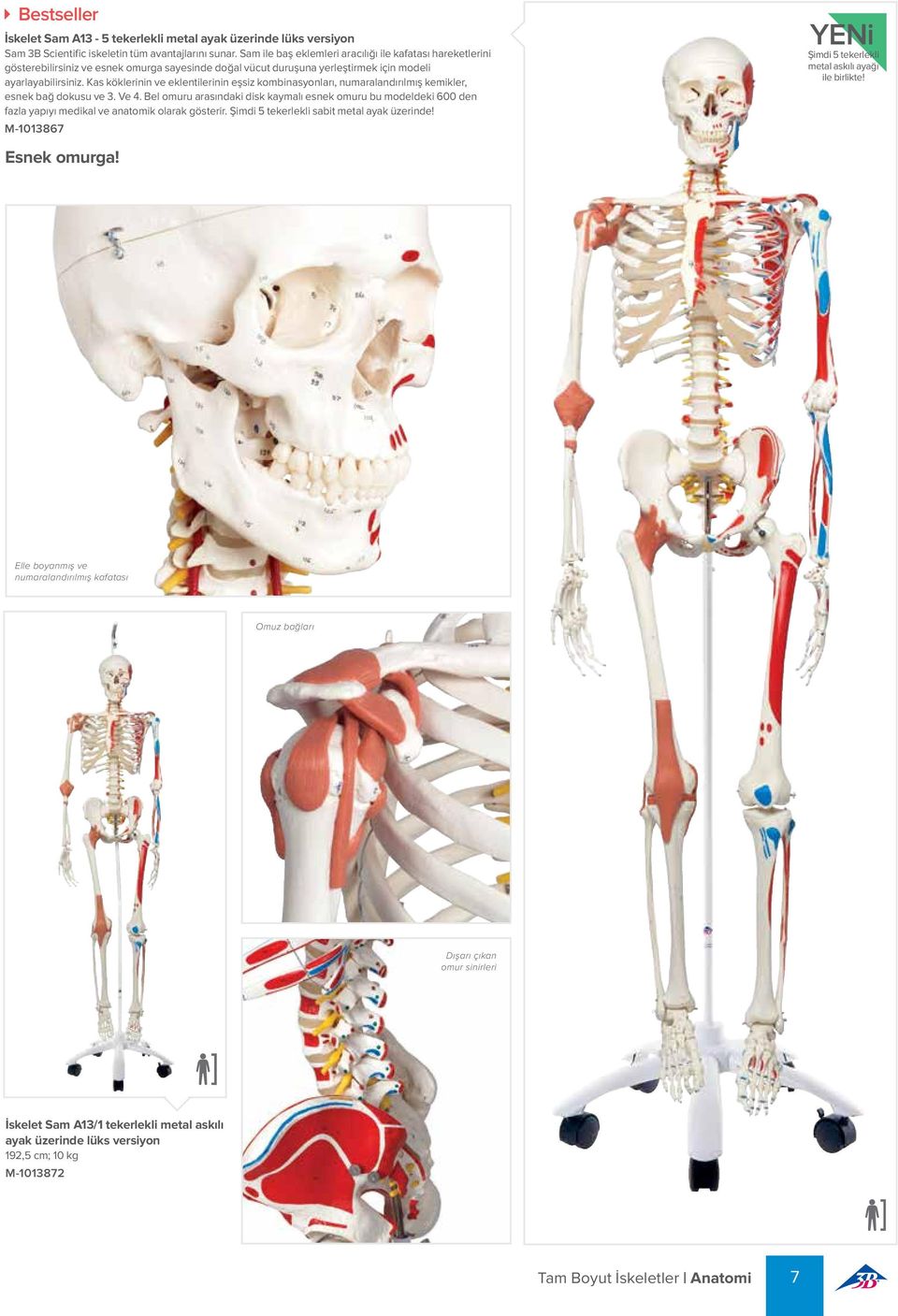 Kas köklerinin ve eklentilerinin eşsiz kombinasyonları, numaralandırılmış kemikler, esnek bağ dokusu ve 3. Ve 4.