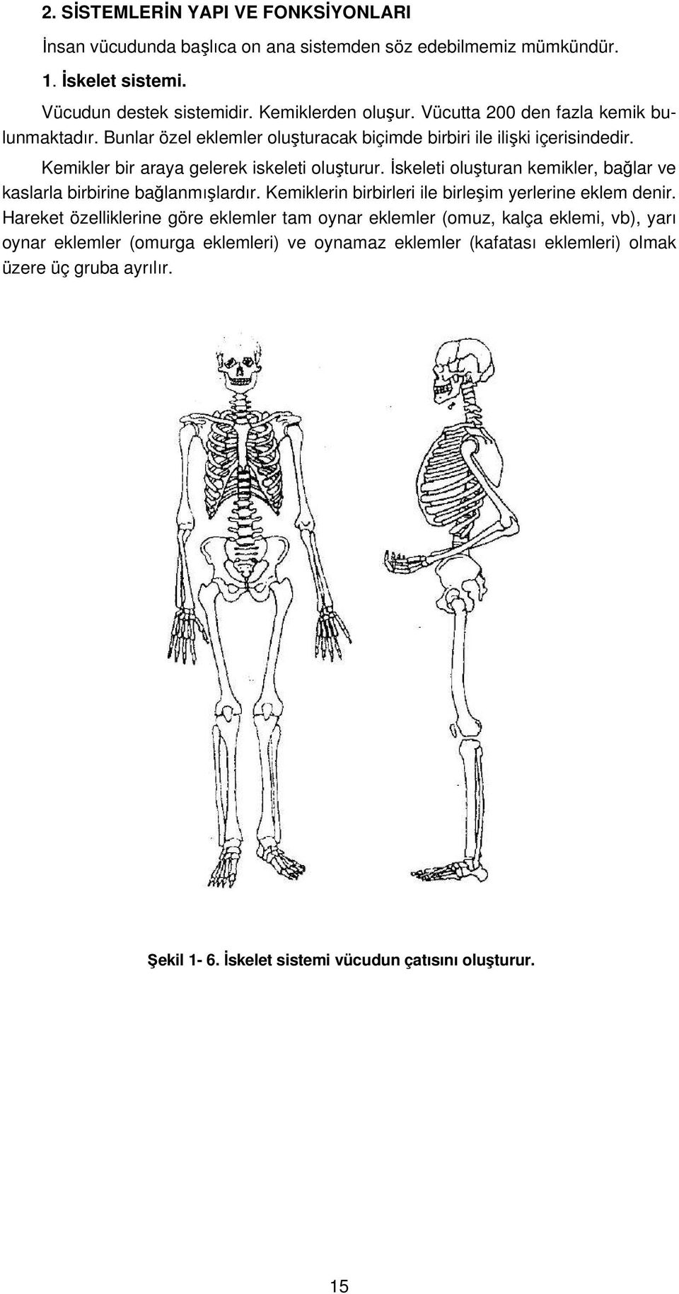 İskeleti oluşturan kemikler, bağlar ve kaslarla birbirine bağlanmışlardır. Kemiklerin birbirleri ile birleşim yerlerine eklem denir.