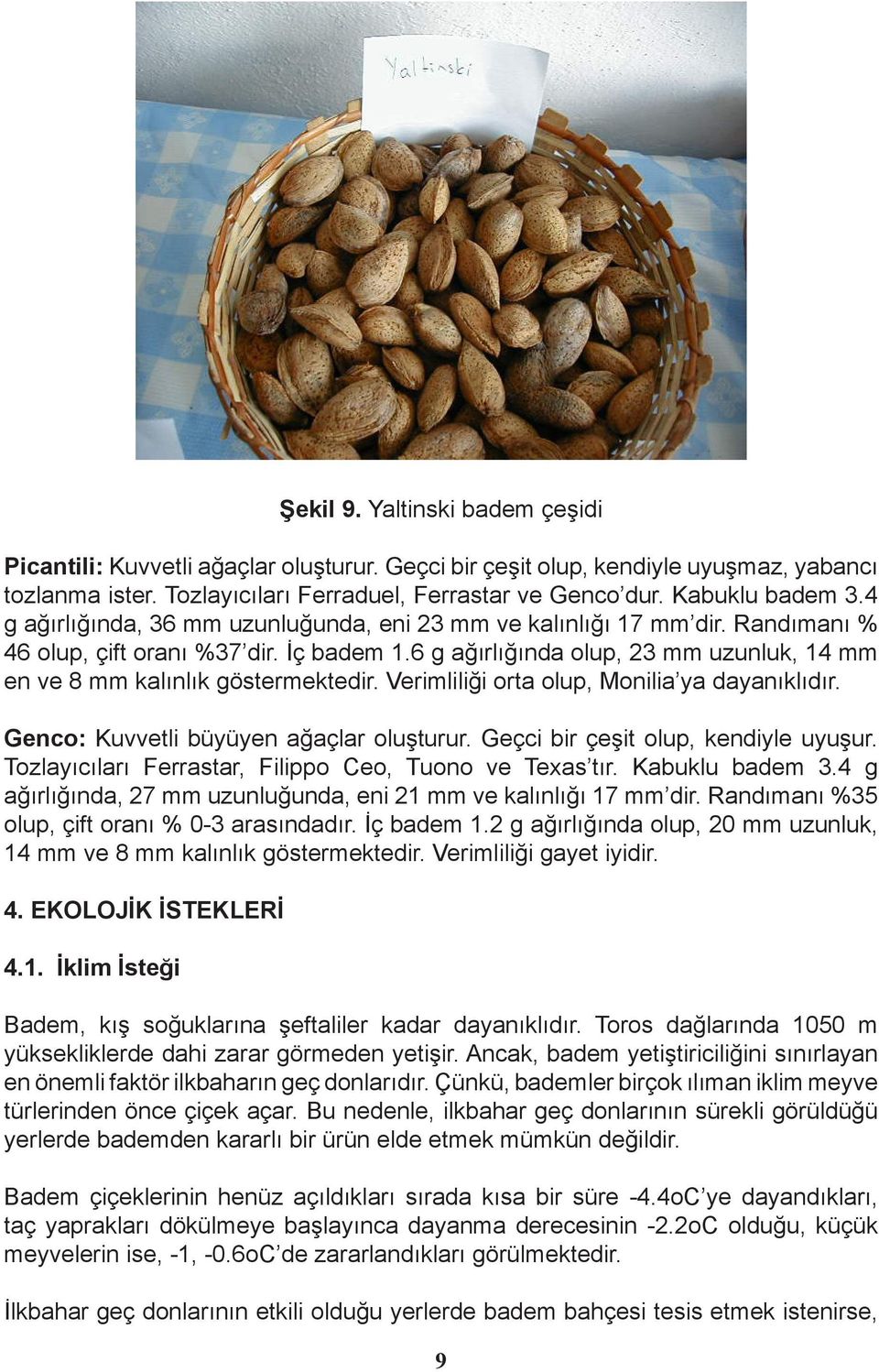 Verimliliği orta olup, Monilia ya dayanıklıdır. Genco: Kuvvetli büyüyen ağaçlar oluşturur. Geçci bir çeşit olup, kendiyle uyuşur. Tozlayıcıları Ferrastar, Filippo Ceo, Tuono ve Texas tır.