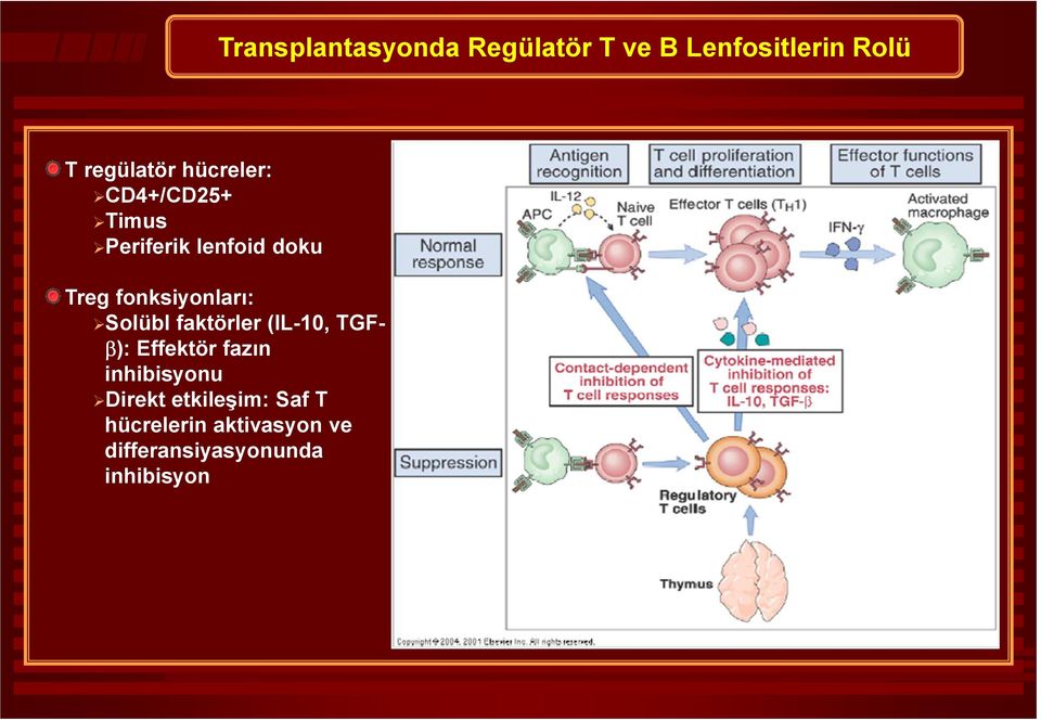 (IL-10, TGFβ): Effektör fazın inhibisyonu Direkt