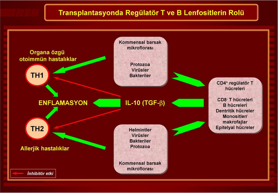 Bakteriler Protozoa CD4 + regülatör T hücreleri CD8 - T hücreleri B hücreleri Dentritik