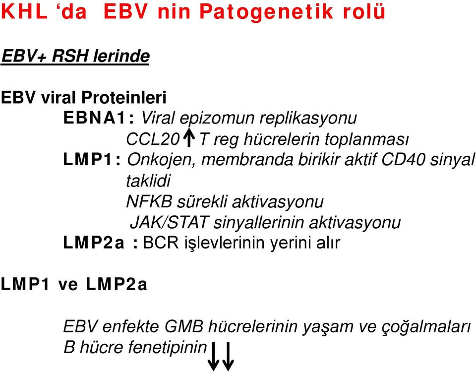 sinyal taklidi NFKB sürekli aktivasyonu JAK/STAT sinyallerinin aktivasyonu LMP2a : BCR