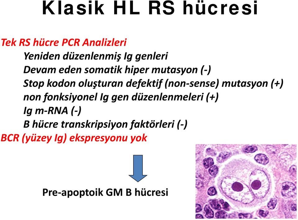 mutasyon (+) non fonksiyonel Ig gen düzenlenmeleri (+) Ig m-rna (-) B hücre