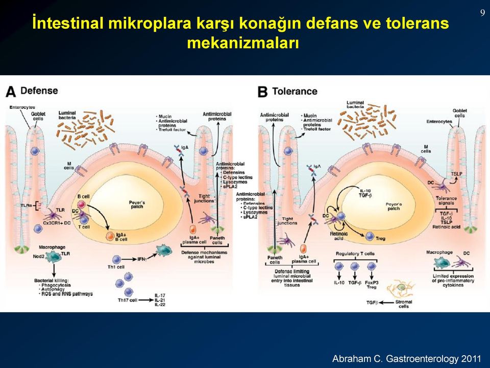 tolerans mekanizmaları 9