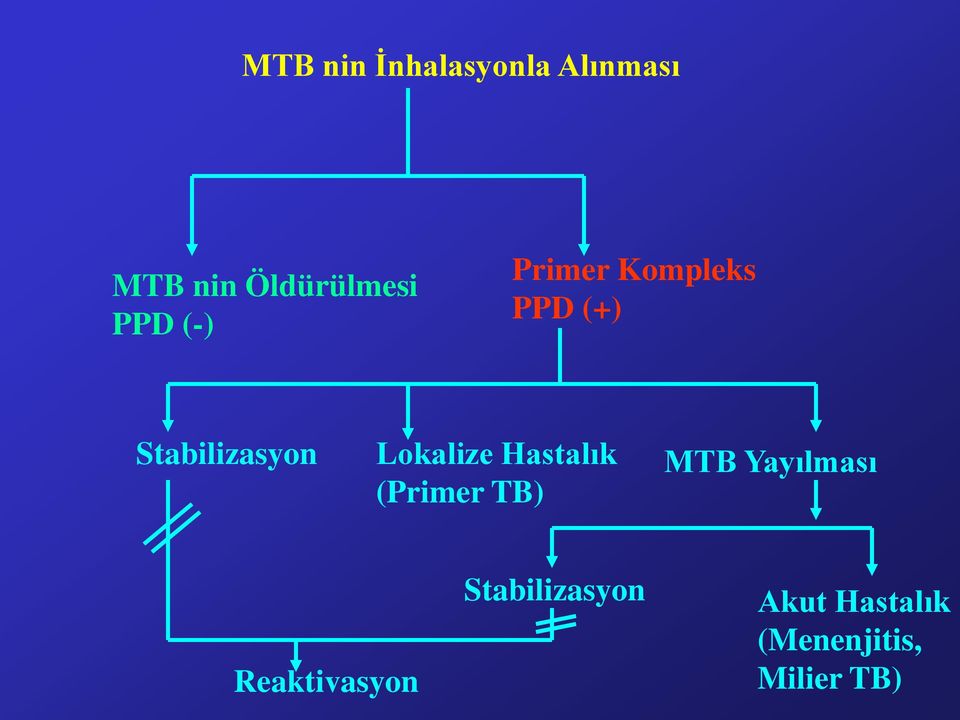 Lokalize Hastalık (Primer TB) MTB Yayılması