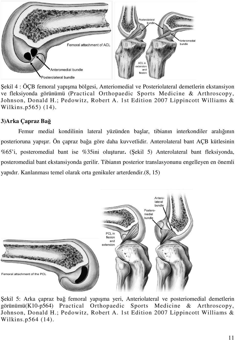 3)Arka Çapraz Bağ Femur medial kondilinin lateral yüzünden başlar, tibianın interkondiler aralığının posterioruna yapışır. Ön çapraz bağa göre daha kuvvetlidir.