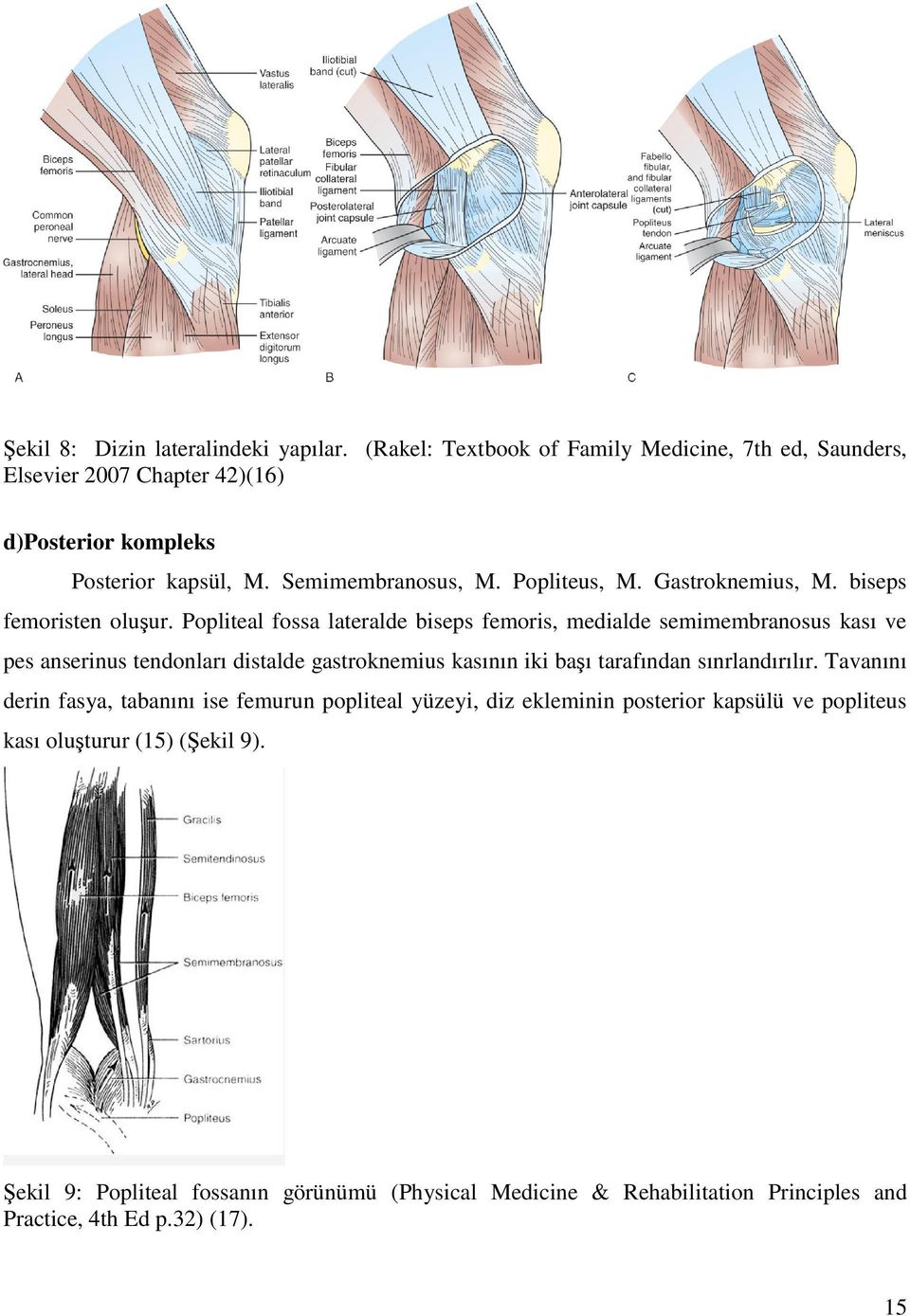 Popliteal fossa lateralde biseps femoris, medialde semimembranosus kası ve pes anserinus tendonları distalde gastroknemius kasının iki başı tarafından sınrlandırılır.