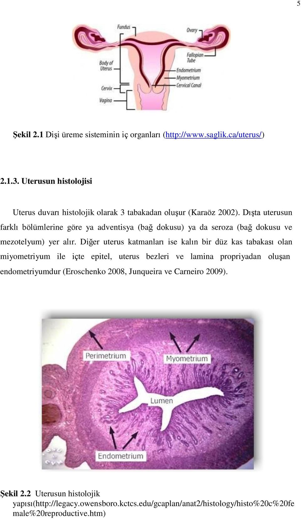 Dışta uterusun farklı bölümlerine göre ya adventisya (bağ dokusu) ya da seroza (bağ dokusu ve mezotelyum) yer alır.