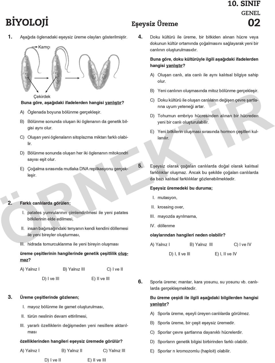 A) Öglenada boyuna bölünme gerçekleşir. B) Bölünme sonunda oluşan iki öglenanın da genetik bilgisi aynı olur. C) Oluşan yeni öglenaların sitoplazma miktarı farklı olabilir.