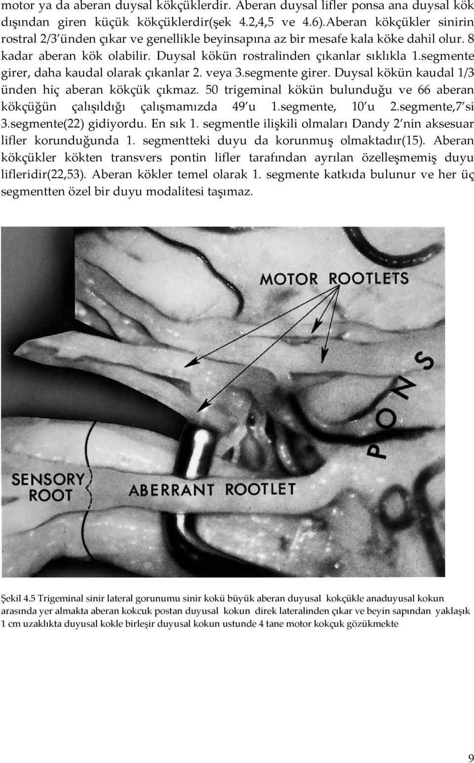 segmente girer, daha kaudal olarak çıkanlar 2. veya 3.segmente girer. Duysal kökün kaudal 1/3 ünden hiç aberan kökçük çıkmaz.