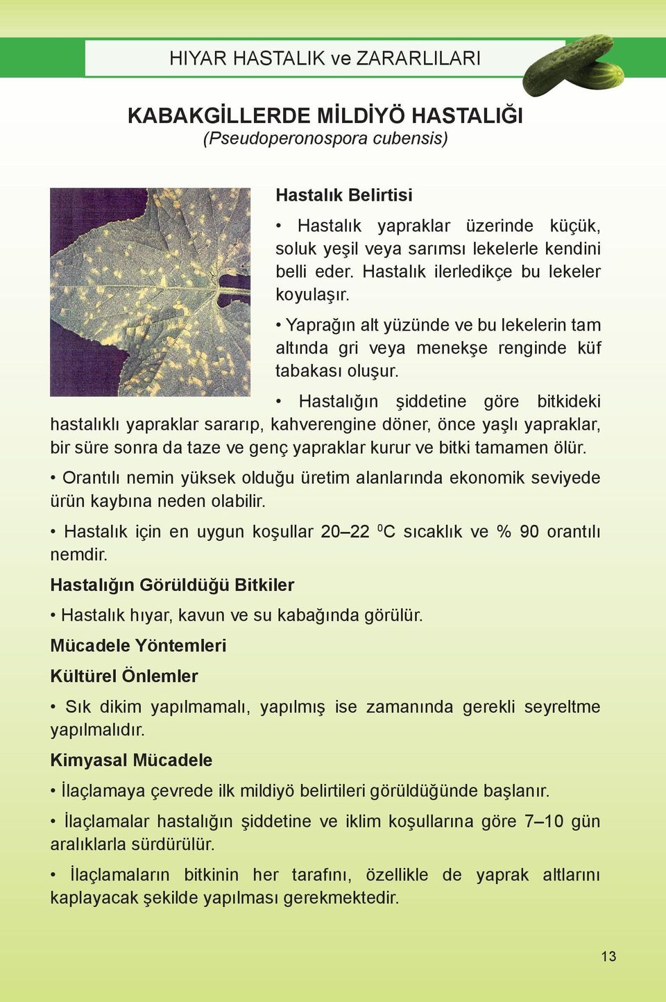 Hastalığın şiddetine göre bitkideki hastalıklı yapraklar sararıp, kahverengine döner, önce yaşlı yapraklar, bir süre sonra da taze ve genç yapraklar kurur ve bitki tamamen ölür.