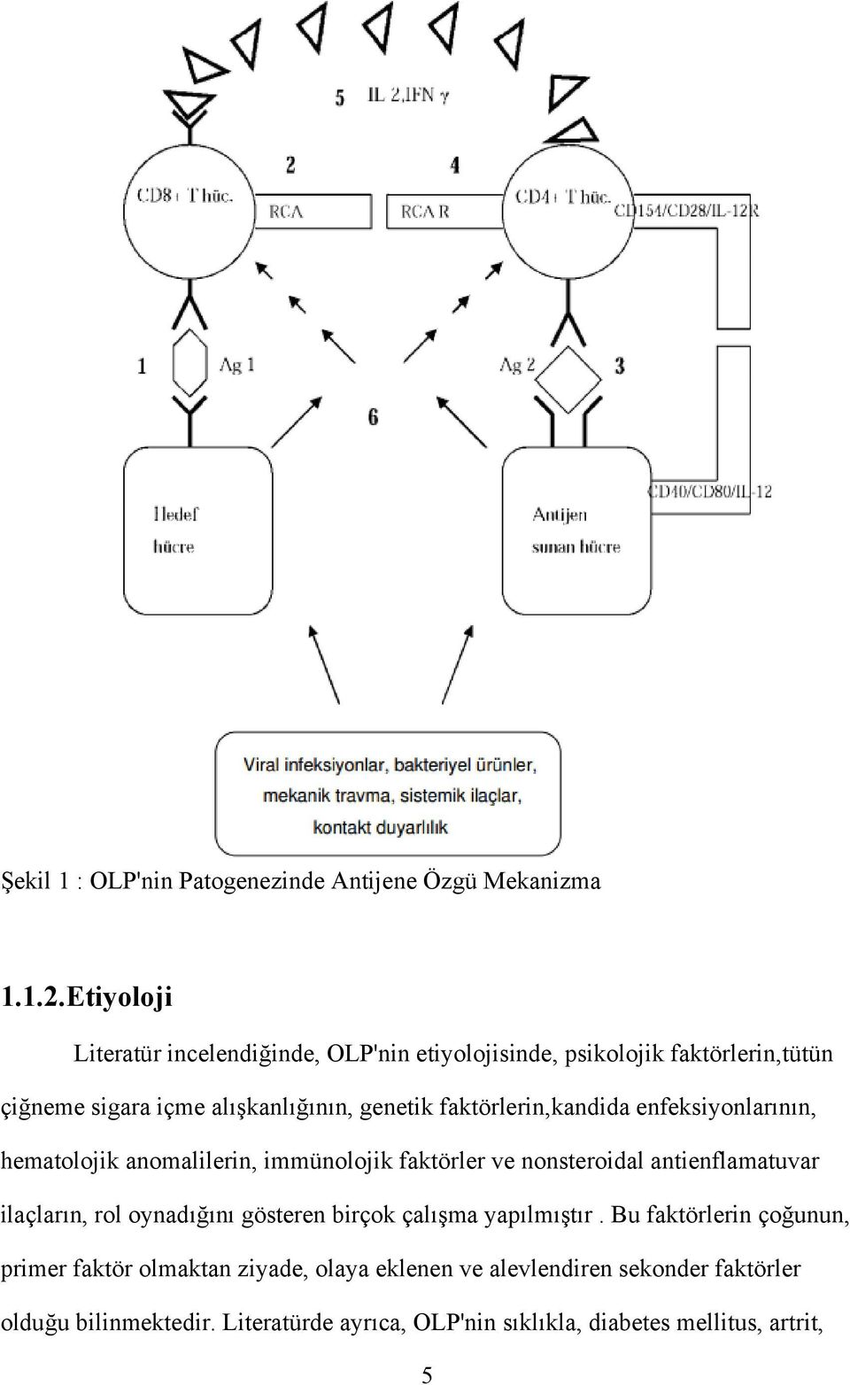 faktörlerin,kandida enfeksiyonlarının, hematolojik anomalilerin, immünolojik faktörler ve nonsteroidal antienflamatuvar ilaçların, rol