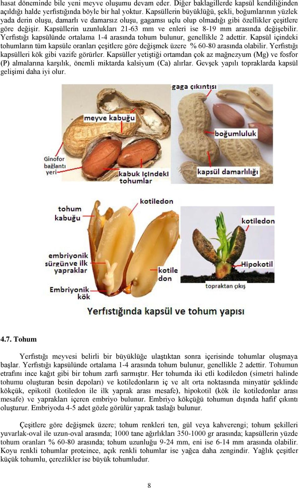 Kapsüllerin uzunlukları 21-63 mm ve enleri ise 8-19 mm arasında değişebilir. Yerfıstığı kapsülünde ortalama 1-4 arasında tohum bulunur, genellikle 2 adettir.