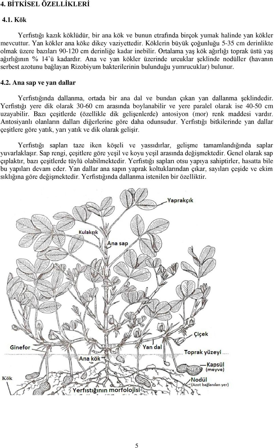 Ana ve yan kökler üzerinde urcuklar şeklinde nodüller (havanın serbest azotunu bağlayan Rizobiyum bakterilerinin bulunduğu yumrucuklar) bulunur. 4.2.