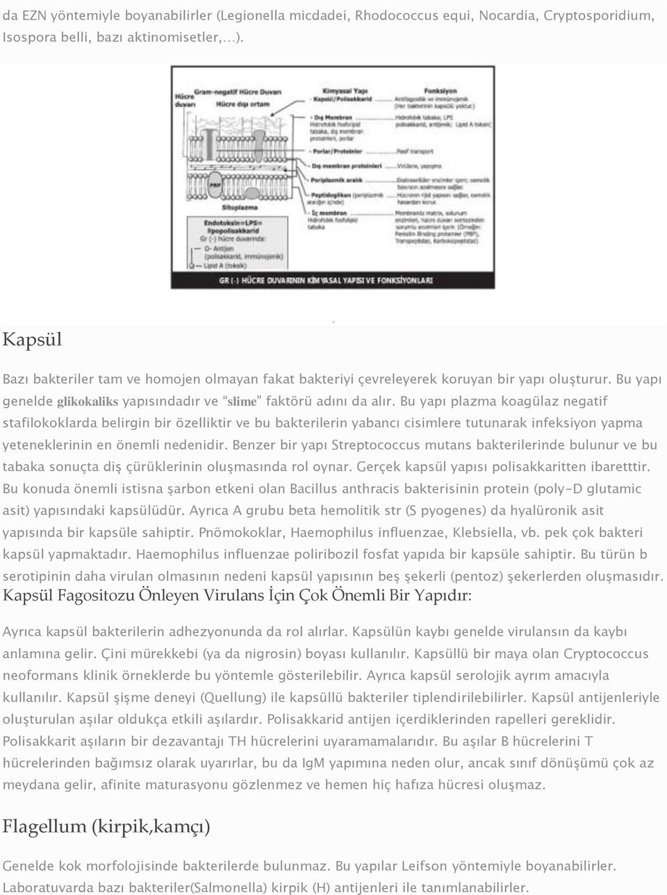 Bu yapı plazma koagülaz negatif stafilokoklarda belirgin bir özelliktir ve bu bakterilerin yabancı cisimlere tutunarak infeksiyon yapma yeteneklerinin en önemli nedenidir.