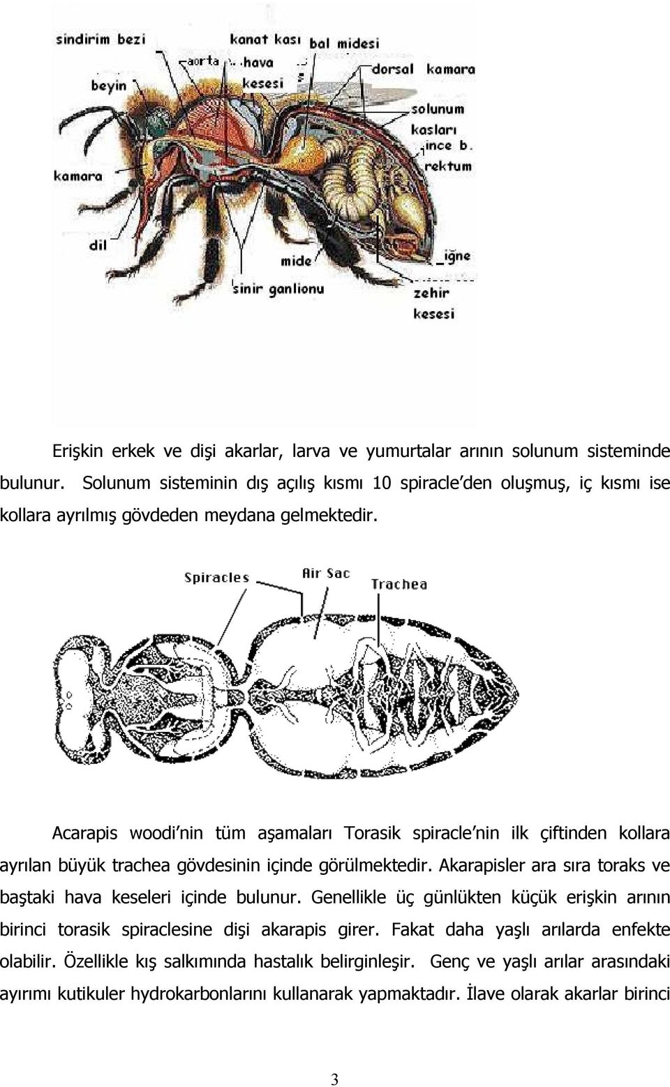 Acarapis woodi nin tüm aşamaları Torasik spiracle nin ilk çiftinden kollara ayrılan büyük trachea gövdesinin içinde görülmektedir.