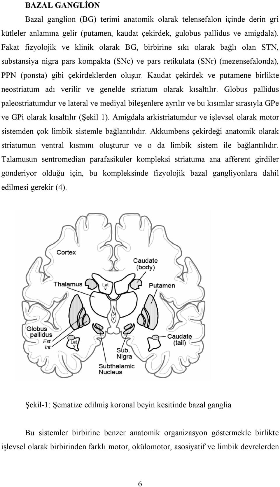 Kaudat çekirdek ve putamene birlikte neostriatum adı verilir ve genelde striatum olarak kısaltılır.