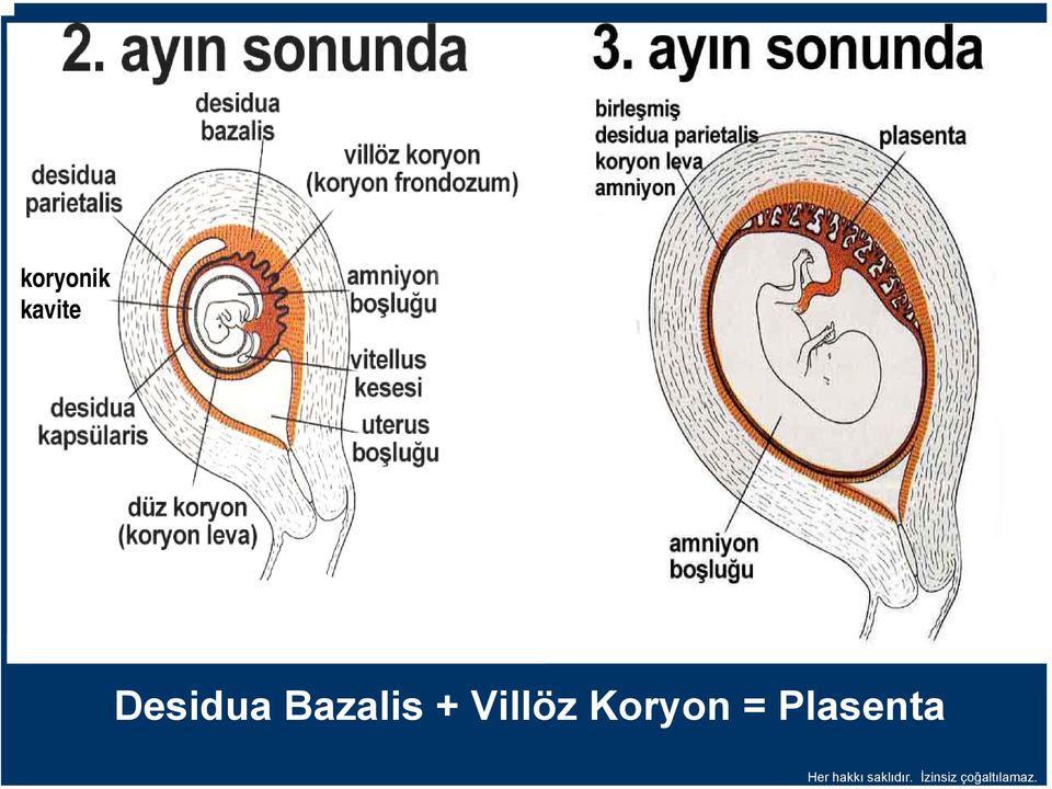 Bazalis +