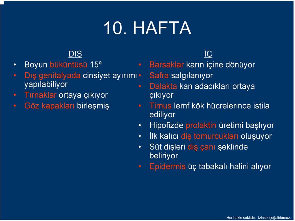 kapakları birleşmiş Timus lemf kök hücrelerince istila ediliyor Hipofizde prolaktin üretimi başlıyor