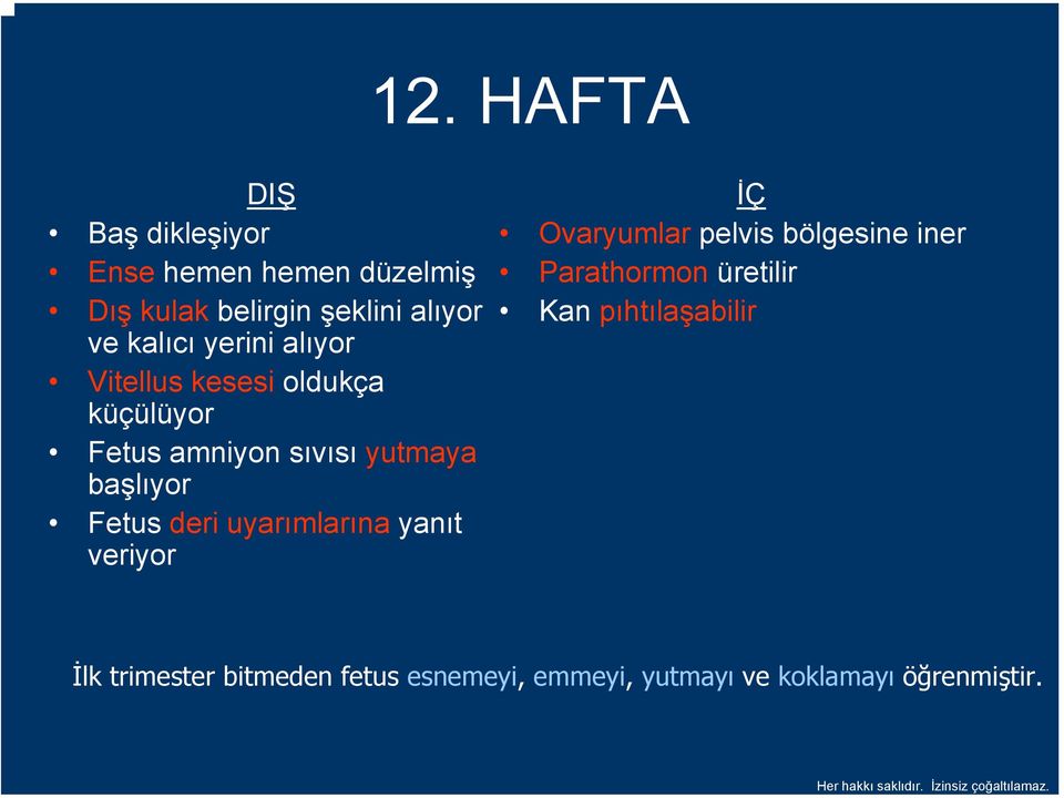 Fetus deri uyarımlarına yanıt veriyor İÇ Ovaryumlar pelvis bölgesine iner Parathormon üretilir