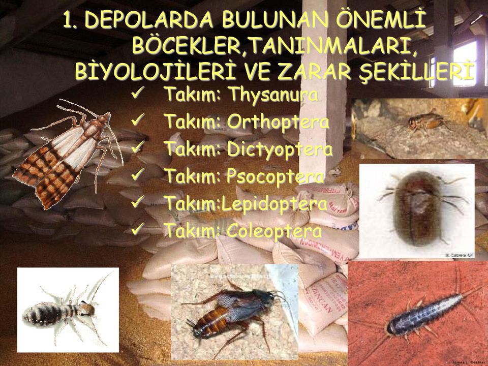 ŞEKİLLERİ Takım: Thysanura Takım: Orthoptera