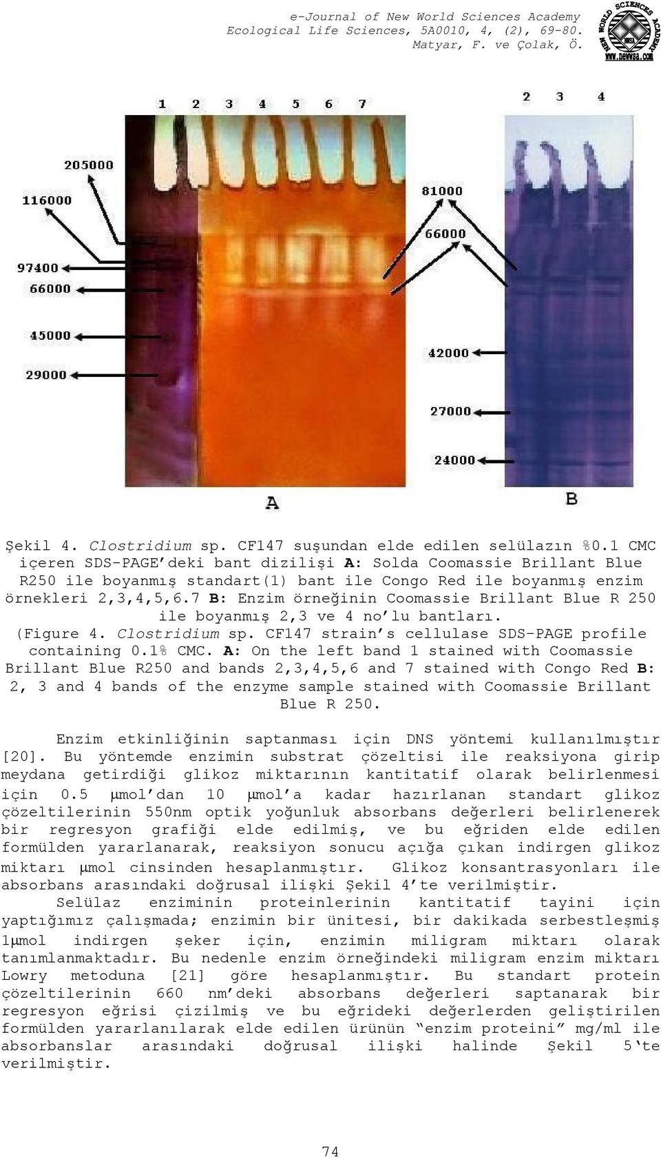 7 B: Enzim örneğinin Coomassie Brillant Blue R 250 ile boyanmış 2,3 ve 4 no lu bantları. (Figure 4. Clostridium sp. CF147 strain s cellulase SDS-PAGE profile containing 0.1% CMC.