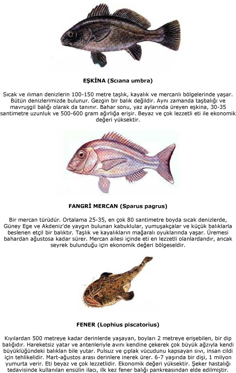 Beyaz ve çok lezzetli eti ile ekonomik değeri yüksektir. FANGRİ MERCAN (Sparus pagrus) Bir mercan türüdür.