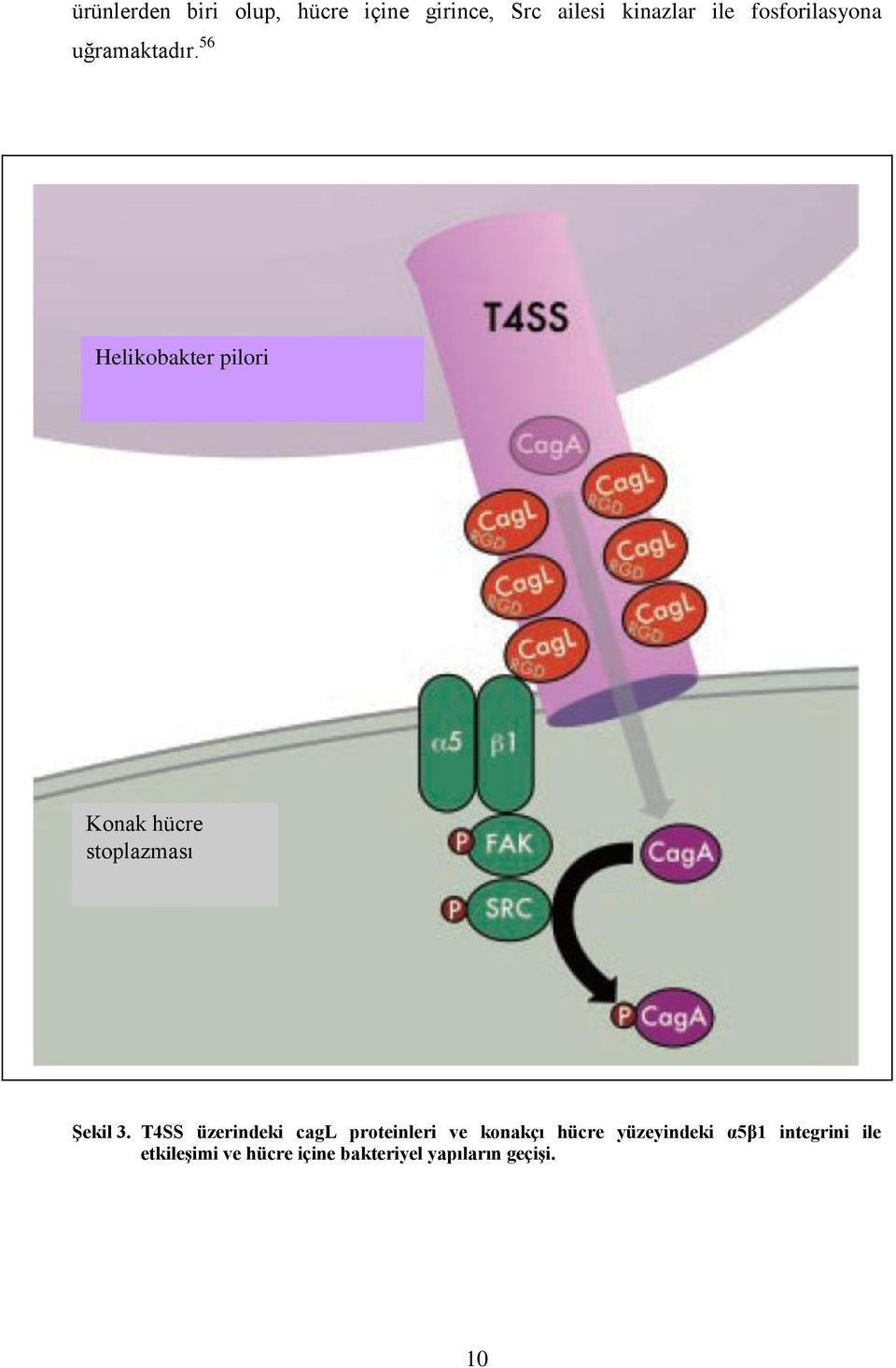 56 Helikobakter pilori Konak hücre stoplazması Şekil 3.