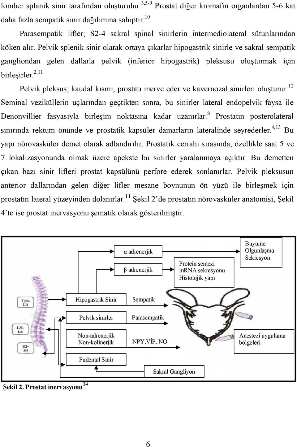 Pelvik splenik sinir olarak ortaya çıkarlar hipogastrik sinirle ve sakral sempatik gangliondan gelen dallarla pelvik (inferior hipogastrik) pleksusu oluşturmak için birleşirler.