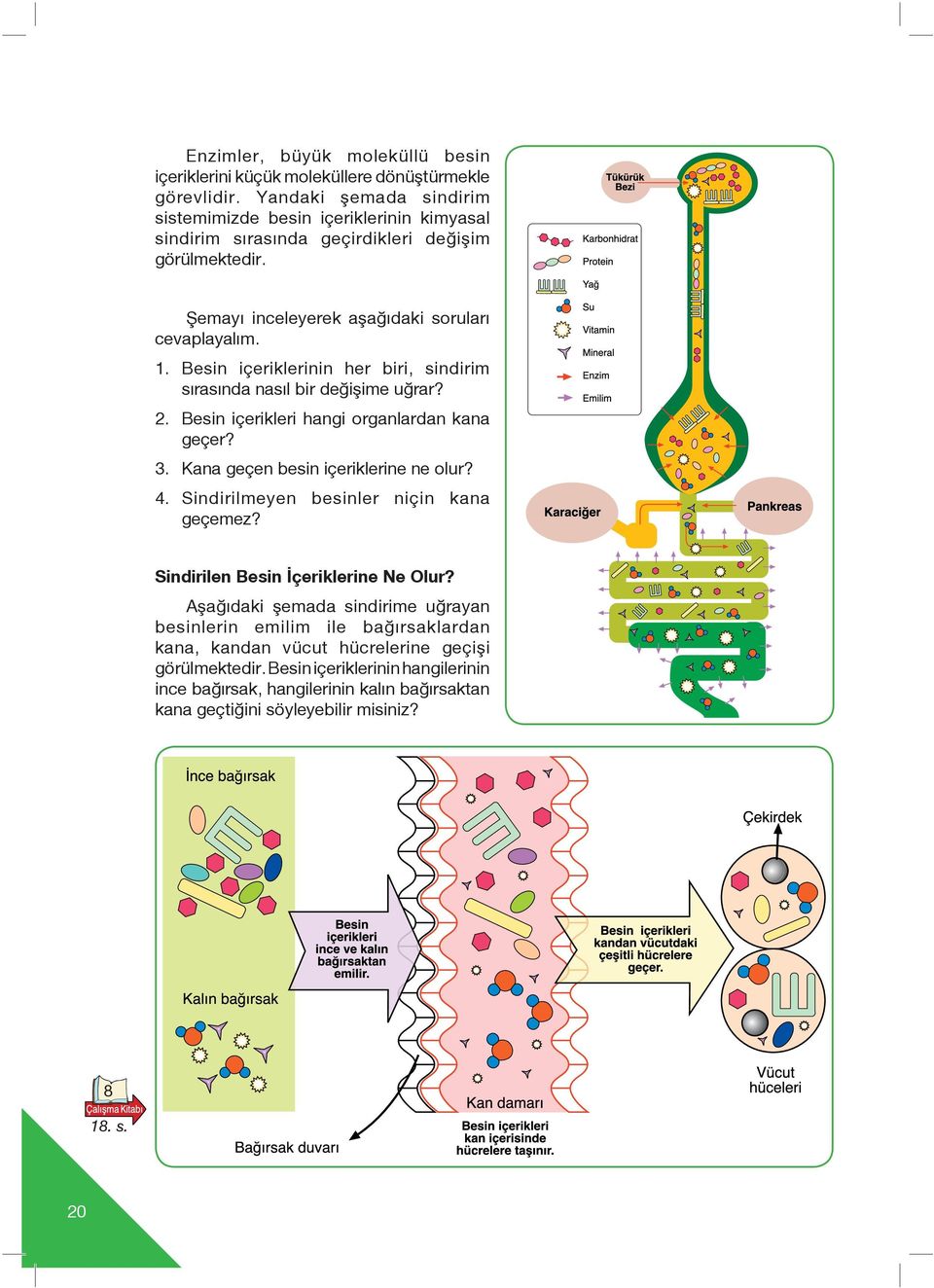 Besin içeriklerinin her biri, sindirim s ras nda nas l bir de iflime u rar? 2. Besin içerikleri hangi organlardan kana geçer? 3. Kana geçen besin içeriklerine ne olur? 4.