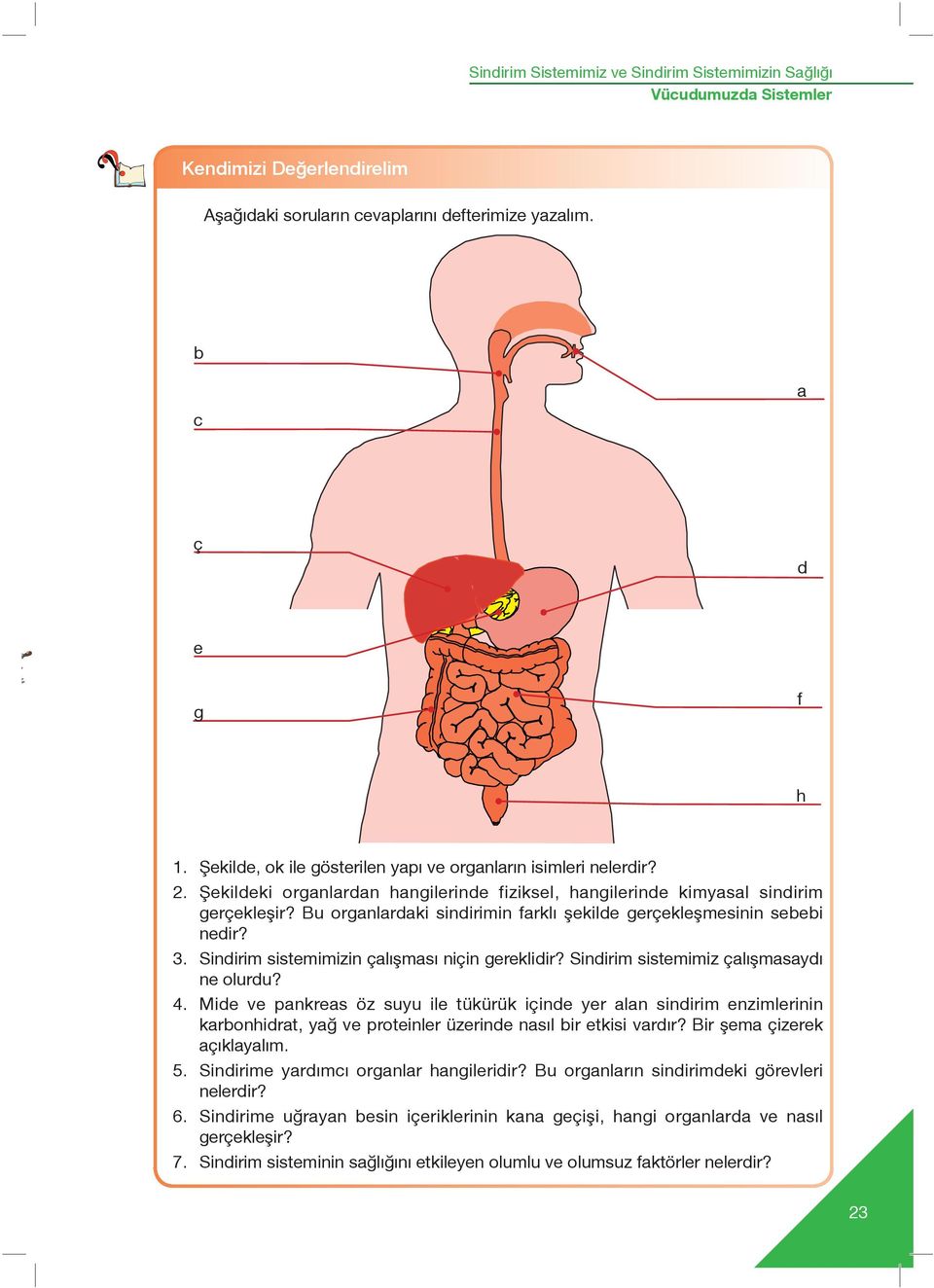 Bu organlardaki sindirimin farklı şekilde gerçekleşmesinin sebebi nedir? 3. Sindirim sistemimizin çalışması niçin gereklidir? Sindirim sistemimiz çalışmasaydı ne olurdu? 4.