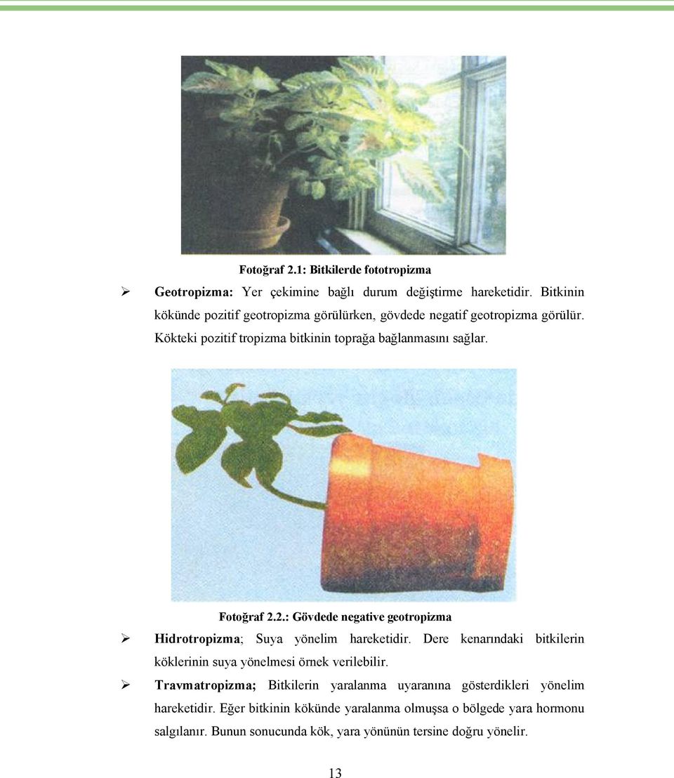 Fotoğraf 2.2.: Gãvdede negative geotropizma Hidrotropizma; Suya yönelim hareketidir.