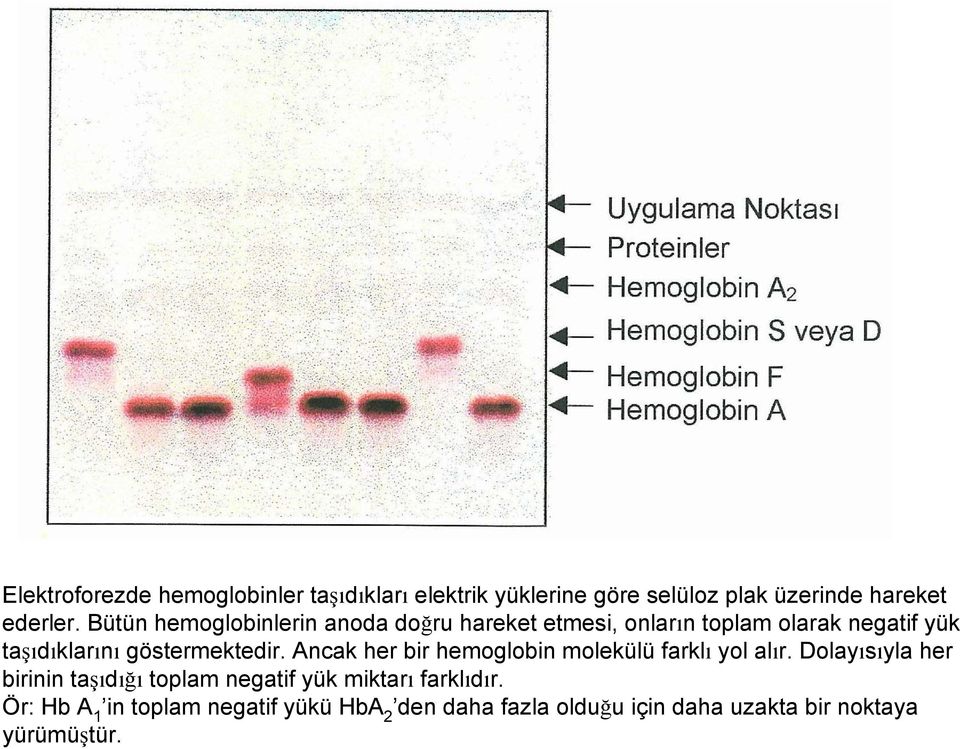 göstermektedir. Ancak her bir hemoglobin molekülü farklı yol alır.