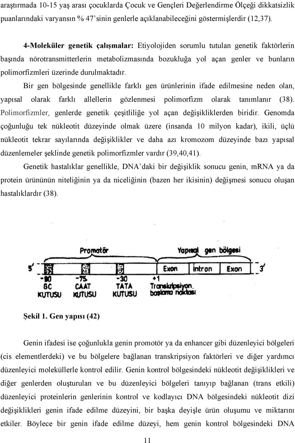 durulmaktadır. Bir gen bölgesinde genellikle farklı gen ürünlerinin ifade edilmesine neden olan, yapısal olarak farklı allellerin gözlenmesi polimorfizm olarak tanımlanır (38).