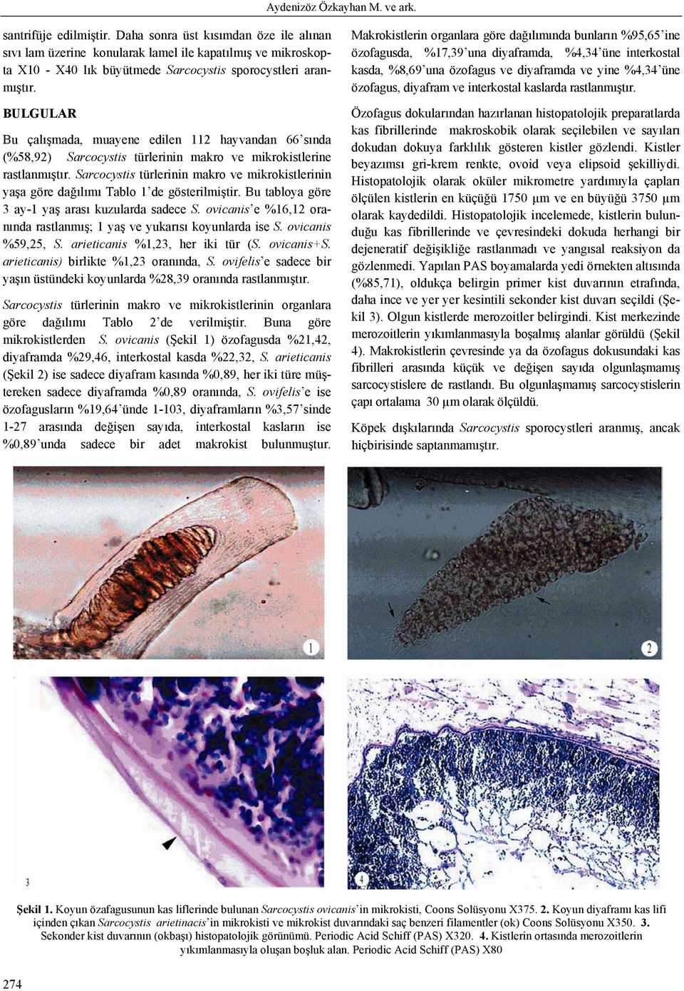 BULGULAR Bu çalışmada, muayene edilen 112 hayvandan 66 sında (%58,92) Sarcocystis türlerinin makro ve mikrokistlerine rastlanmıştır.