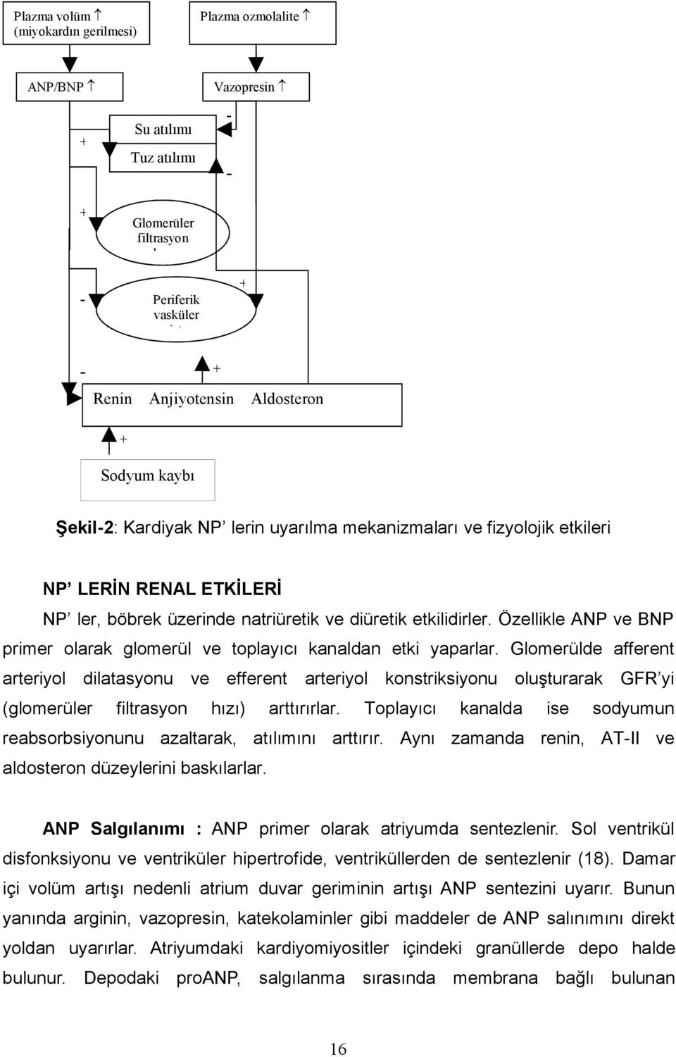 Özellikle ANP ve BNP primer olarak glomerül ve toplayıcı kanaldan etki yaparlar.