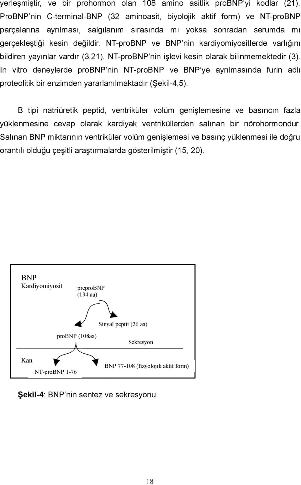 NT-proBNP ve BNP nin kardiyomiyositlerde varlığını bildiren yayınlar vardır (3,21). NT-proBNP nin işlevi kesin olarak bilinmemektedir (3).