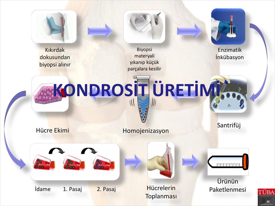 KONDROSİT ÜRETİMİ Hücre Ekimi Homojenizasyon Santrifüj