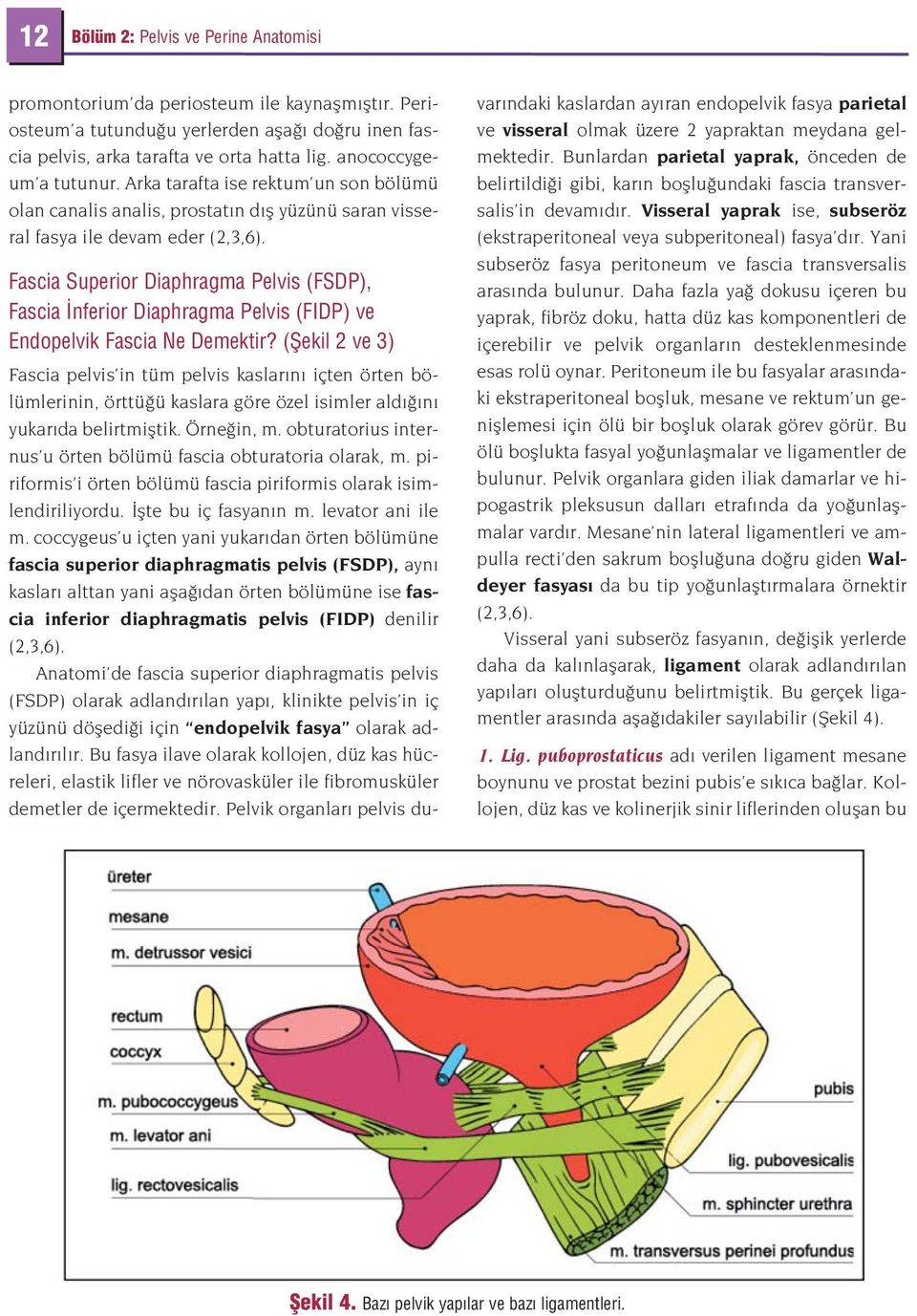 Fascia Superior Diaphragma Pelvis (FSDP), Fascia nferior Diaphragma Pelvis (FIDP) ve Endopelvik Fascia Ne Demektir?